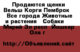 Продаются щенки Вельш Корги Пемброк  - Все города Животные и растения » Собаки   . Марий Эл респ.,Йошкар-Ола г.